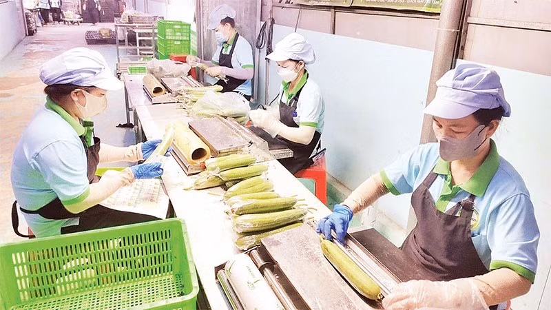 Công nhân sơ chế hàng nông sản do Hợp tác xã nông nghiệp Mỹ Thạnh liên kết sản xuất trước khi đưa đến tay người tiêu dùng.