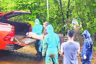 Lực lượng chức năng và chính quyền địa phương hỗ trợ người dân tiêu hủy lợn nhiễm bệnh theo đúng quy định.