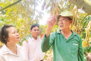 Ông Nguyễn Thanh Tuấn (bên phải) giới thiệu cách chăm sóc cây sầu riêng Monthong.