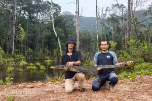 Người dân tái thả kỳ đà hoa nặng 20kg, dài 2m về rừng tự nhiên ở Phú Quốc. (Ảnh: CTV)