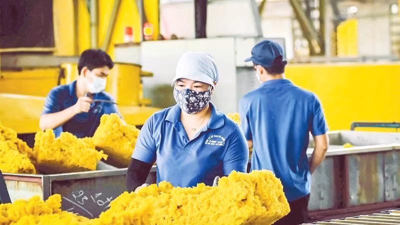 Công nhân sản xuất cao su xuất khẩu tại Công ty cổ phần cao su Phước Hòa (Ảnh ĐÀO PHONG)