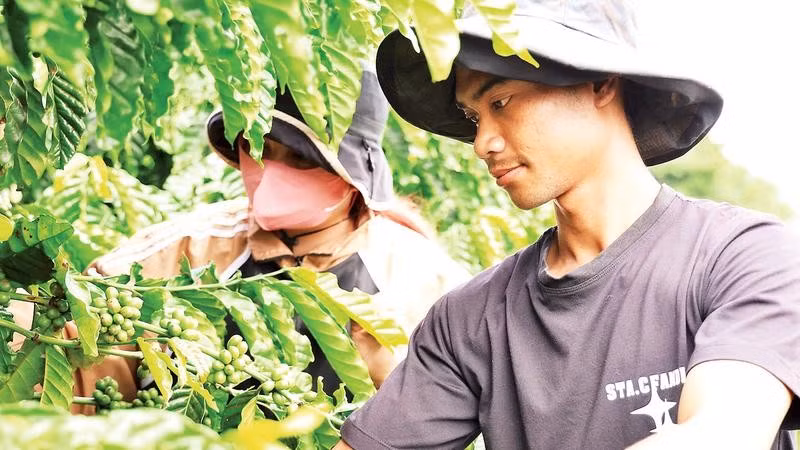 Nguồn vốn vay ưu đãi dành cho thanh niên khởi nghiệp đã giúp hàng trăm thanh niên dân tộc thiểu số ở Lâm Đồng vươn lên thoát nghèo.