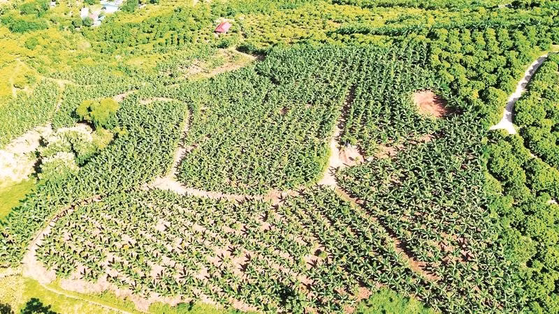 Hiện gia đình ông Binh có 30 ha đất sản xuất, trong đó 27 ha cây ăn quả đã cho thu hoạch.