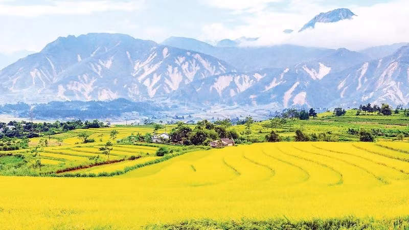 Một góc cánh đồng Mường Than vào mùa lúa chín, xa xa là vết tích nham nhở trên những triền núi sạt lở do mưa lũ gây ra vào tháng 7 vừa qua (Ảnh MẠNH CƯỜNG)