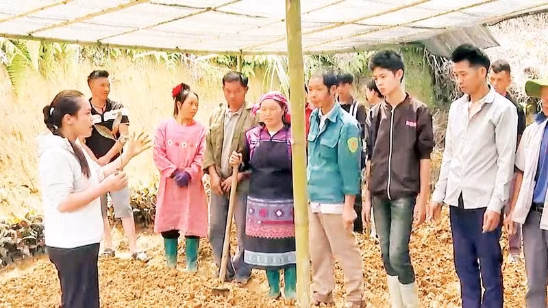 Người dân thôn Hậu Cấu, xã Xín Mần được đào tạo kỹ thuật trồng cây dược liệu ngay tại vườn.