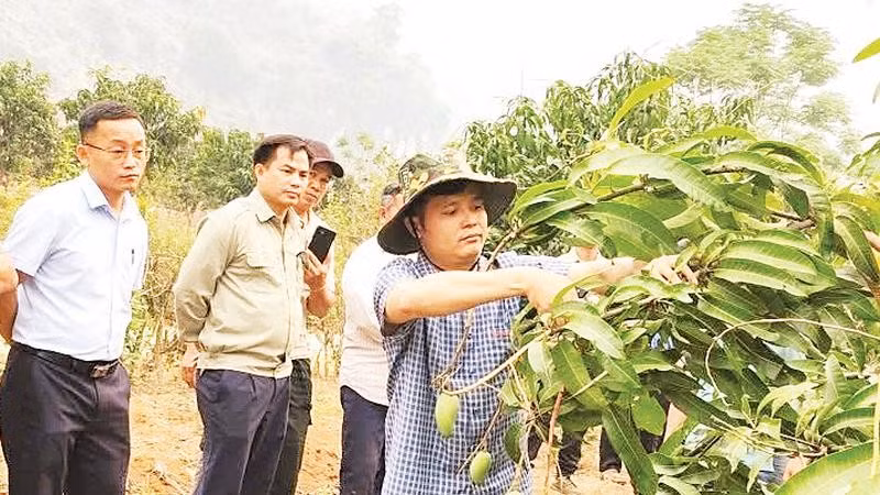 Nhân viên khuyến nông Trung tâm Dịch vụ tổng hợp xã Pú Nhung hướng dẫn nông dân cách tỉa quả, chăm cây trong thời kỳ nuôi quả.