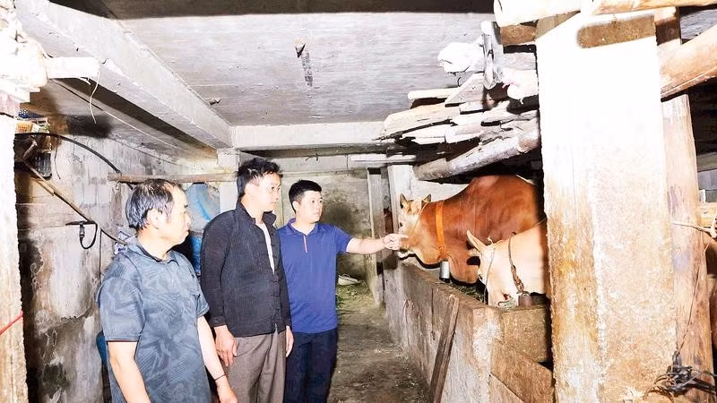 Mô hình chăn nuôi bò thôn Lùng Pủng A, xã Thắng Mố mang lại thu nhập ổn định cho người dân.
