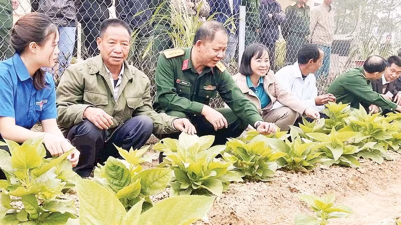 Tham quan mô hình trồng Hồng Sâm của các đoàn viên trí thức trẻ ở Đoàn Kinh tế-Quốc phòng 356.