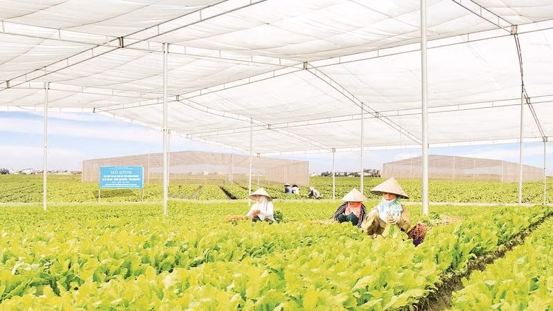 Mô hình sản xuất rau trong nhà lưới theo tiêu chuẩn VietGAP tại xã Hội Thịnh, tỉnh Phú Thọ.
