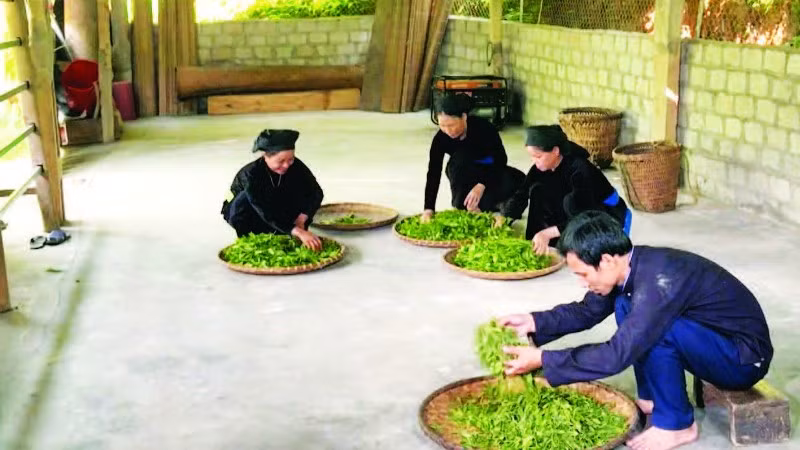 Thành viên Hợp tác xã Trồng và chế biến chè Thanh Thủy thực hiện quy trình sản xuất chè.