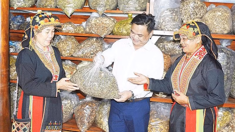 Bà con người Dao ở xã Tây Yên Tử giới thiệu những thảo dược quý hiếm tại địa phương.