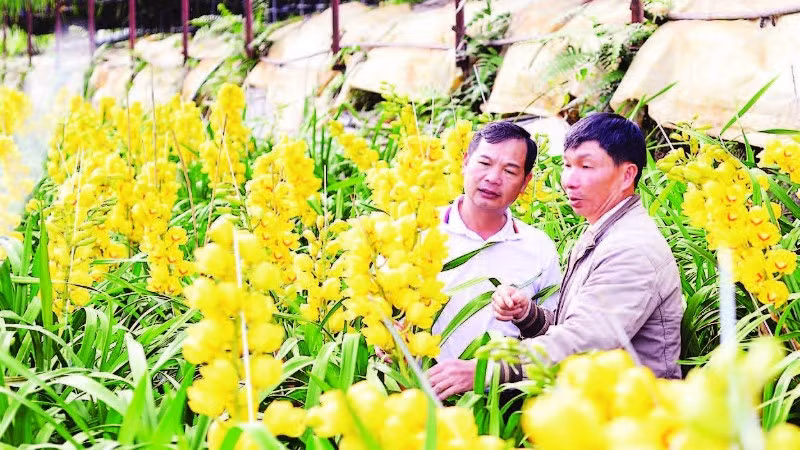 Nhà vườn tại Đà Lạt chủ động xử lý khi hoa địa lan phục vụ thị trường Tết Nguyên đán nở sớm.