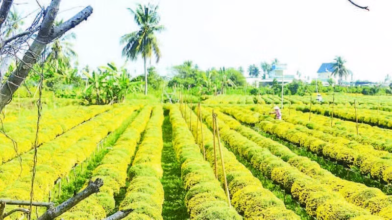 Nhiều ruộng cúc mâm xôi tại tỉnh Vĩnh Long đã trổ vàng rực dù chưa tới Tết.