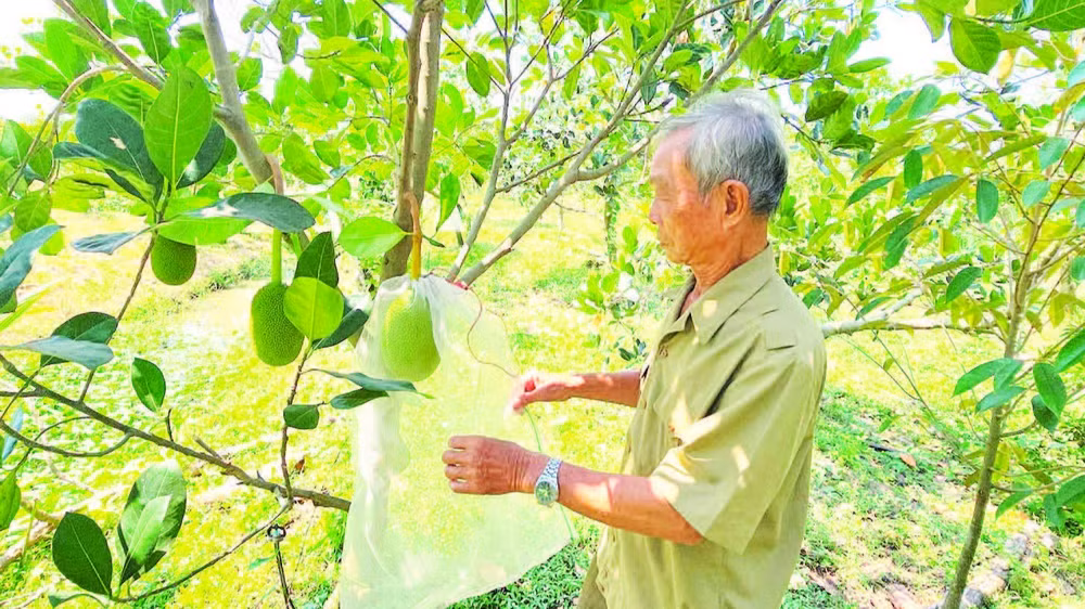 Ông Đinh Thừa Tự kiểm tra vườn mít.