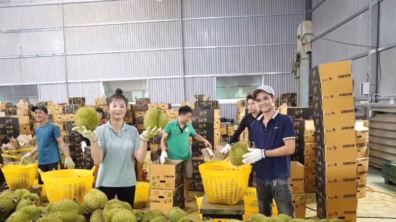 Sầu riêng tươi của Việt Nam chính thức được mở cửa vào thị trường Ấn Độ. 