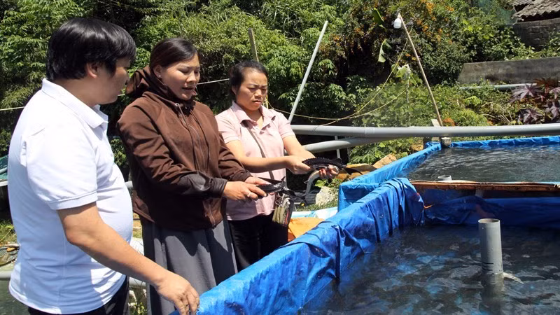 Giá cá tầm mất giá, hàng trăm hộ nuôi cá ở Lai Châu lâm vào cảnh khó khăn nợ nần