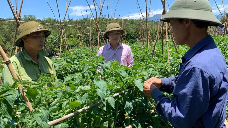 Mô hình trồng rau trái vụ đem lại thu nhập ổn định cho nhiều hộ đồng bào tại xã Than Uyên.