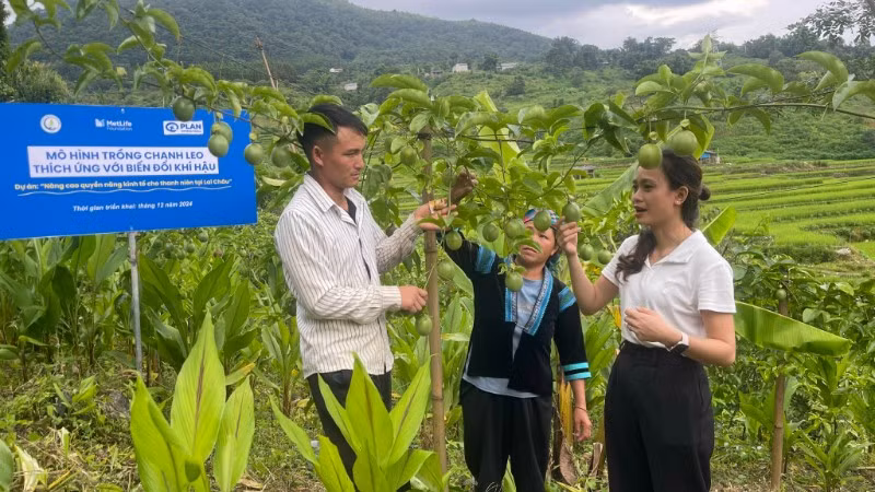 Mô hình phát triển chanh leo giúp nhiều thanh niên dân tộc thiểu số xã Dào San cải thiện thu nhập ổn định đời sống.