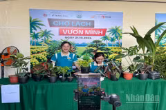 Người dân livestream quảng bá sản phẩm cây giống Chợ Lách. (Ảnh: HOÀNG TRUNG)