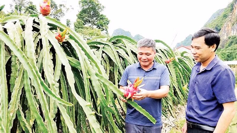 Nông dân phường Chiềng An phát triển mô hình thanh long ruột đỏ. (Ảnh NGUYỄN YẾN)