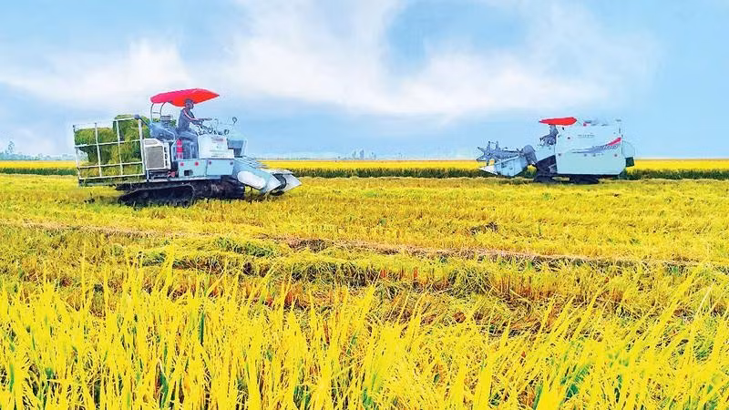 Hợp tác xã Tiến Thuận (thành phố Cần Thơ) thu hoạch lúa chất lượng cao.