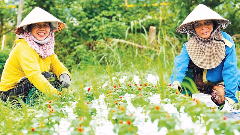 Người trồng hoa Tết ở xã Duy Xuyên, thành phố Đà Nẵng vào vụ Tết.