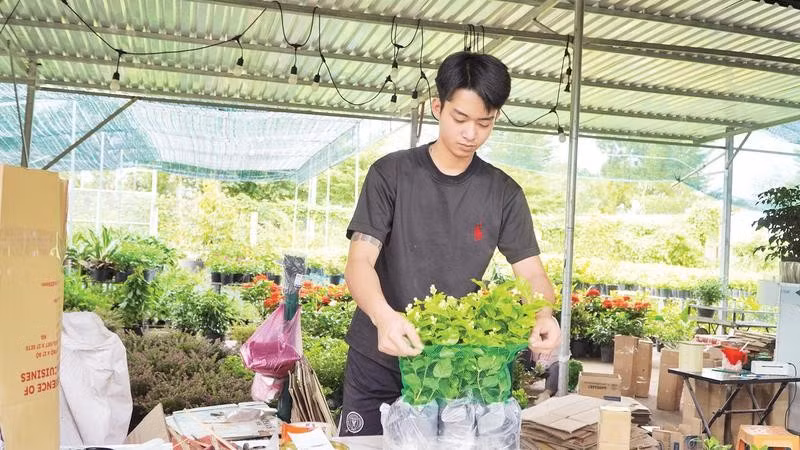 Sau phiên livestream, nhà vườn Sa Đéc gói hàng hoa kiểng giao gửi khách.