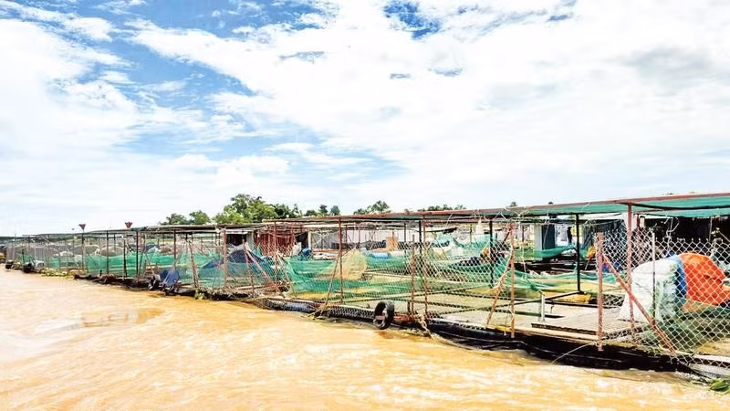 Dải bè cá nối nhau trên sông Tiền đoạn qua xã An Bình, tỉnh Vĩnh Long.