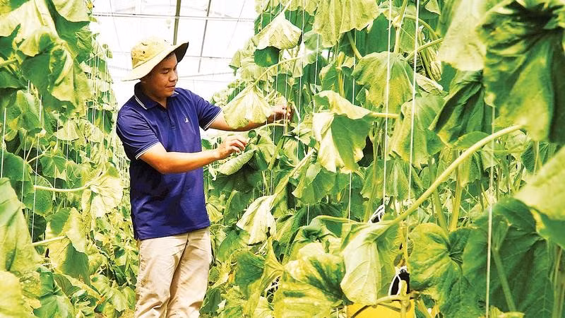 Nông dân Nguyễn Thế Ngoan Vinh tại vườn dưa lưới.
