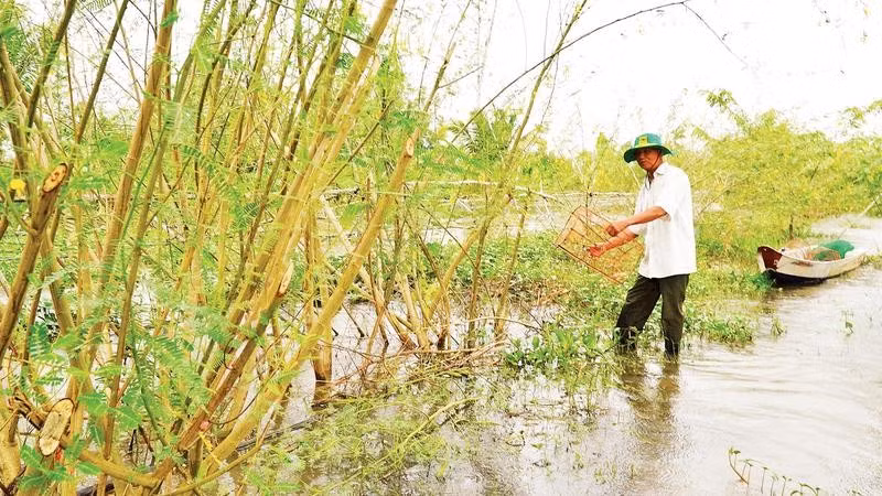 Hợp tác xã sản xuất nông nghiệp sinh thái Quyết Tiến thu hoạch cá đồng tại mô hình trữ cá (Ảnh HỮU NGHĨA)