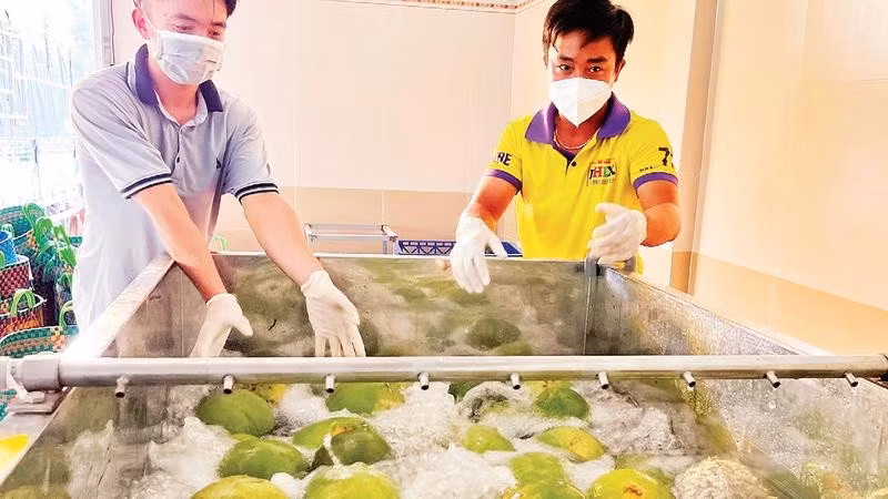 Tỉnh Vĩnh Long tăng cường quản lý xuất khẩu bưởi sau cảnh báo từ Australia.