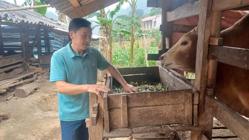Người dân xóm Lũng Ngần, xã Hà Quảng phát triển chăn nuôi, cải thiện thu nhập.