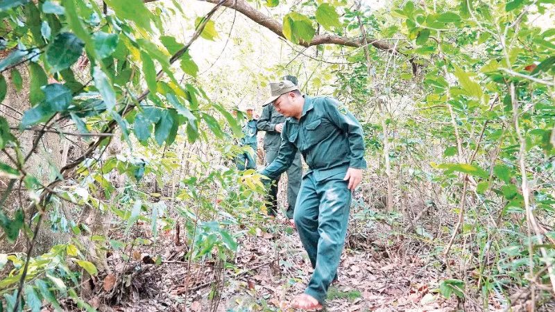 Lực lượng Ban Quản lý rừng phòng hộ Đà Nẵng tuần tra, bảo vệ rừng mùa nắng nóng.