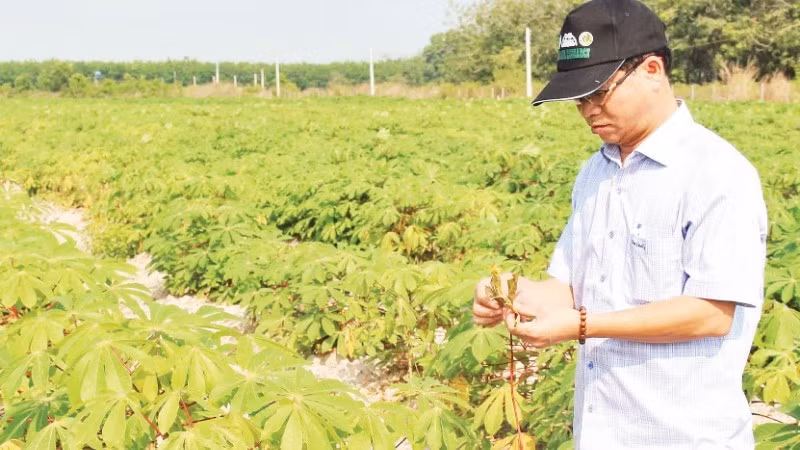 Nhà khoa học kiểm tra tình hình dịch bệnh khảm lá tại vùng nguyên liệu sắn của tỉnh Tây Ninh.