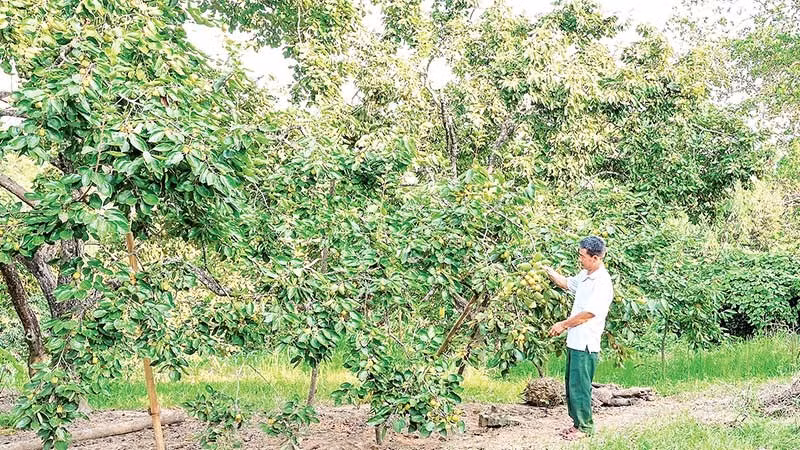 Hồng không hạt Bảo Hà được công nhận là sản phẩm OCOP, mở ra cơ hội xây dựng thương hiệu nông sản địa phương.