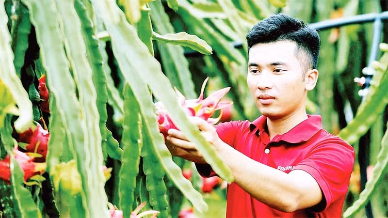 Người dân ở phường Chiềng Cơi (Sơn La) thu hoạch thanh long. (Ảnh TTXVN)