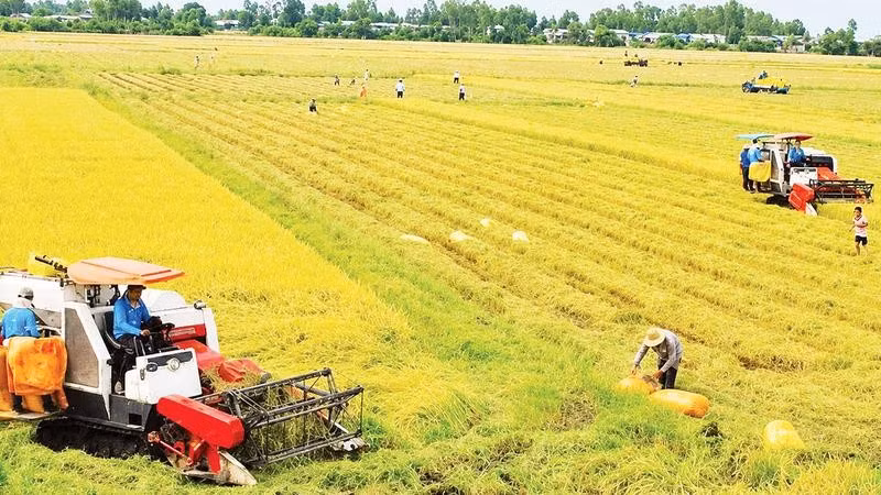 Thu hoạch lúa tại xã Thạnh Thới An, Cần Thơ.