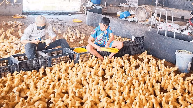 Mô hình chăn nuôi vịt Bơ Grimaud theo hướng an toàn sinh học ở xã Kim Thành.