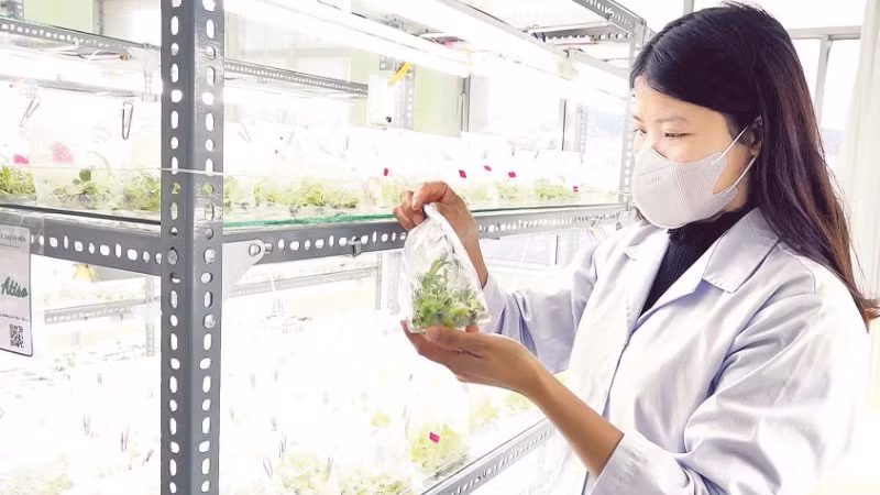 Nuôi cấy mô tạo ra cây giống atisô chất lượng và khả năng nhân giống tốt hơn so với phương pháp truyền thống.