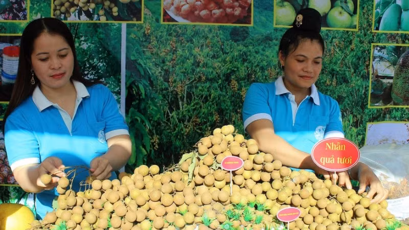 Vùng trồng nhãn các xã Sông Mã, Chiềng Khương... thuộc huyện Sông Mã cũ đã được hỗ trợ xây dựng vùng sản xuất VietGAP.