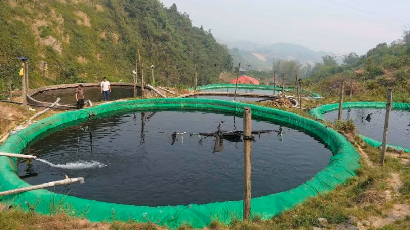 Mỗi năm xã Mường Hum cung cấp ra thị trường từ 80-100 tấn cá thương phẩm, mang lại thu nhập hàng chục tỷ đồng cho người dân.