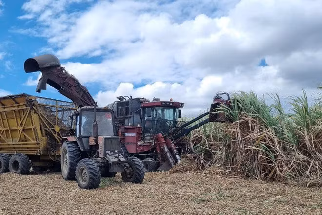 Thu hoạch mía bằng cơ giới trên cánh đồng mía lớn Nhà máy đường An Khê (Gia Lai). Ảnh: Tuấn Anh