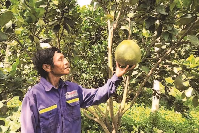 Đồng bào dân tộc thiểu số Raglai, xã Bác Ái Tây (Khánh Hòa) nâng cao thu nhập từ trồng cây bưởi da xanh.