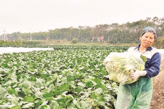 Hiện nay, phụ nữ vẫn chiếm đa số trong cơ cấu lao động sản xuất nông nghiệp.