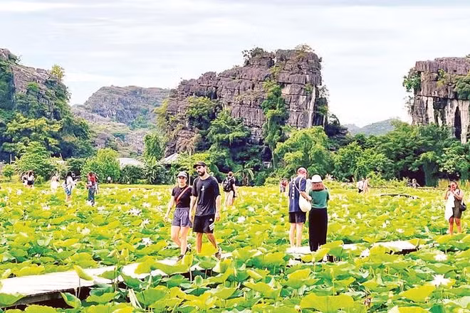 Du khách tham quan đầm sen dưới chân núi Ngọa Long, Khu du lịch Hang Múa. 