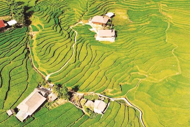 Thửa ruộng bậc thang trải dài như những dải lụa xanh.