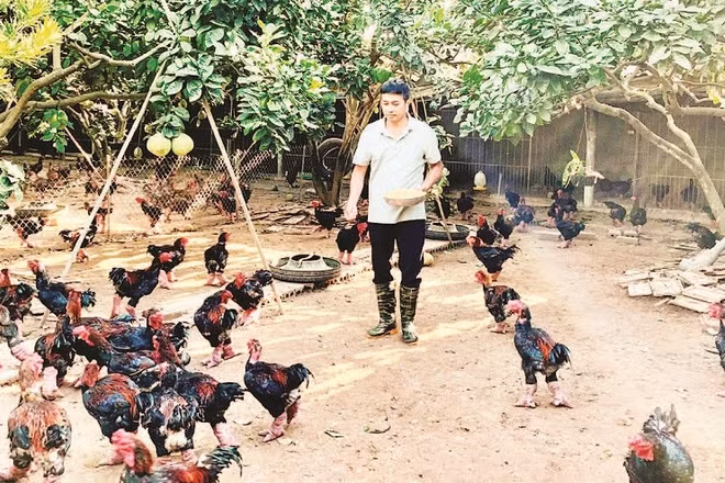 Trang trại của anh Lê Văn Thắng, xã Hoàn Long, tỉnh Hưng Yên nuôi gà Đông Tảo theo quy trình VietGAP.