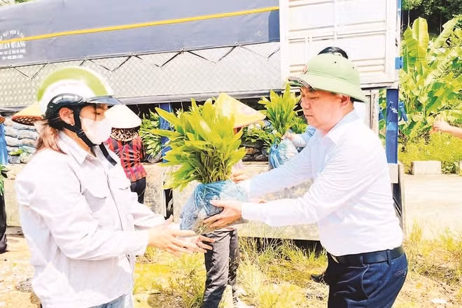 Người dân xã Nghĩa Tá nhận cây keo giống để triển khai trồng rừng. (Ảnh DUY THÁI)