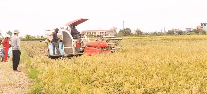 Lúa nếp nhung Tam Sơn vào vụ thu hoạch.