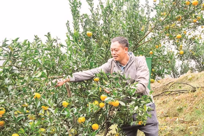 Với hơn 700 ha, Mường Khương là vùng trồng quýt lớn nhất tỉnh Lào Cai.